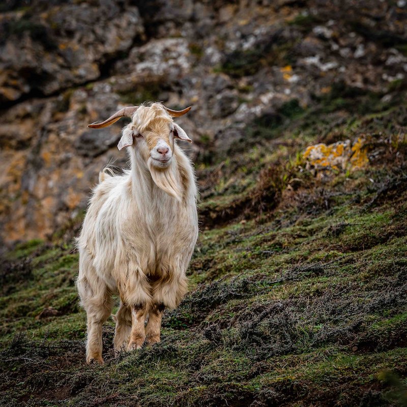 Great Orme Kashmir Goat